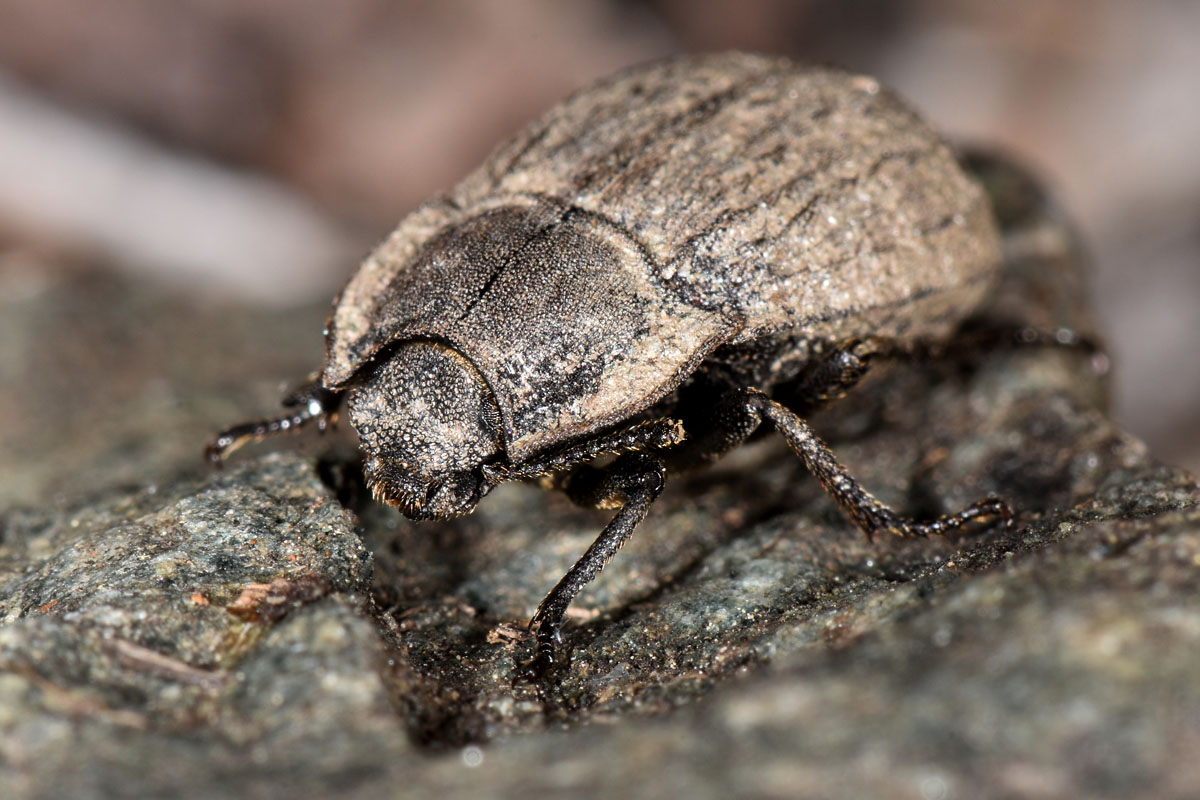 Tenebrionidae: Asida sp. anche lei?  S, Asida (Polasida) poneli